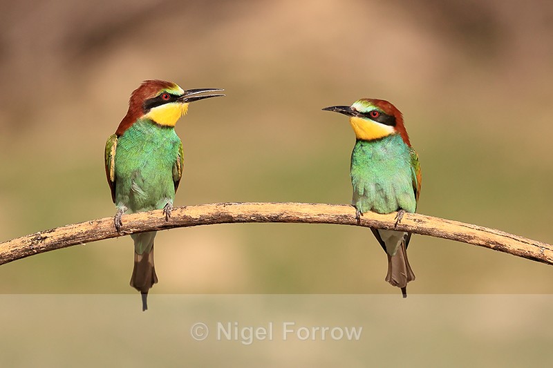 Two European Bee-eaters perched, Montgai, Spain - European Bee-Eater