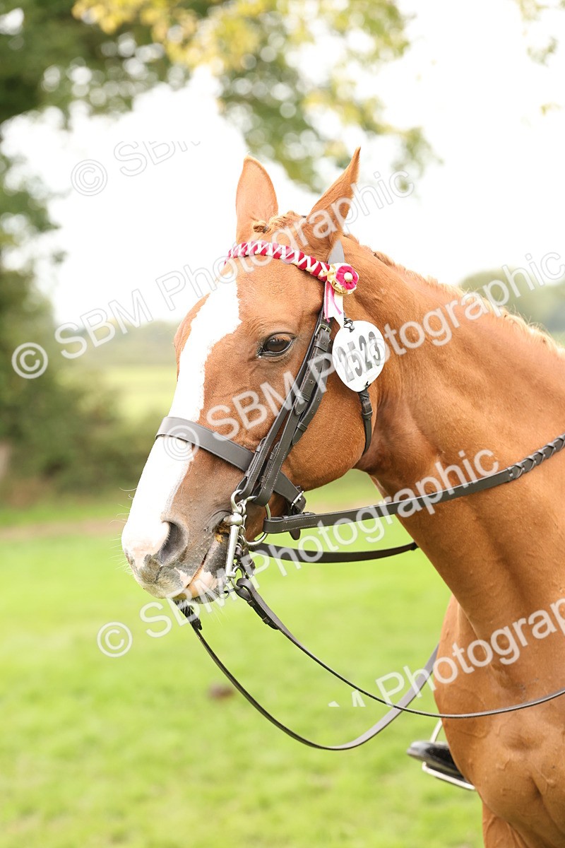 SBM_64310 - S65 - Riding Horse & Hack & Thoroughbred Ridden