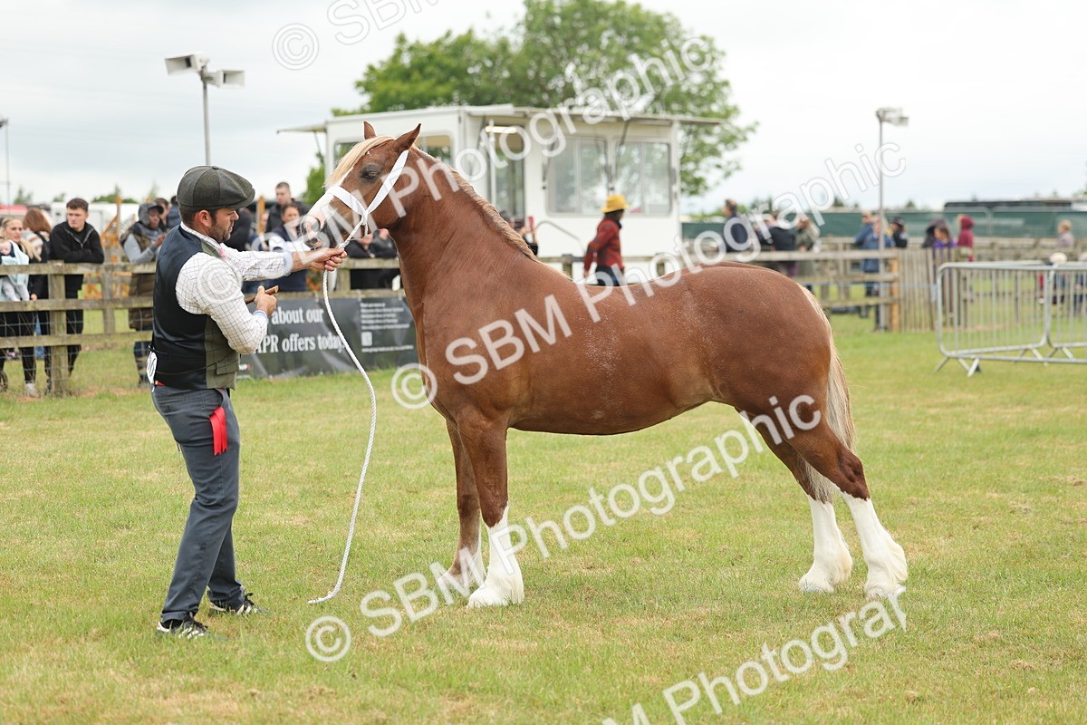 SBM_04931 - Class 50-57 - M&M Welsh Pony In Hand