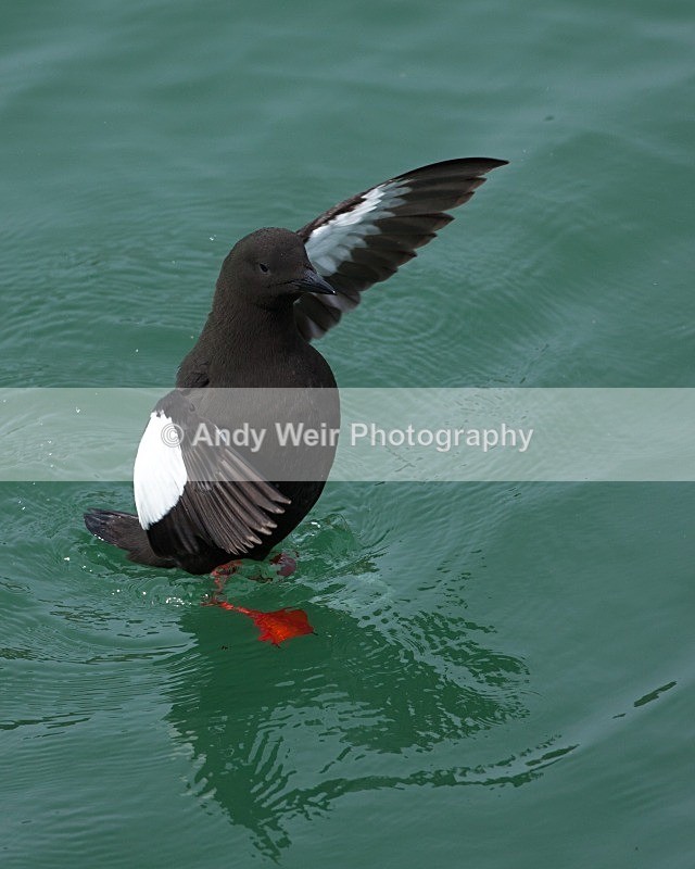 20110614-IMG_4660 - Guillemots