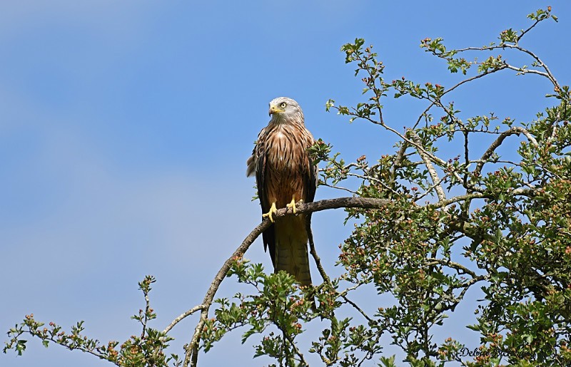 Red Kite - Birds Of Prey