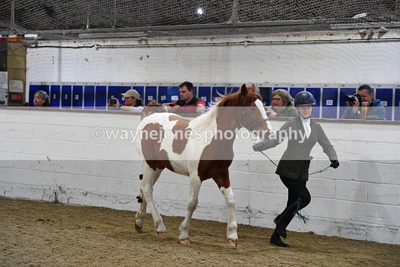 WJ5_3426 - Class 1 Youngstock