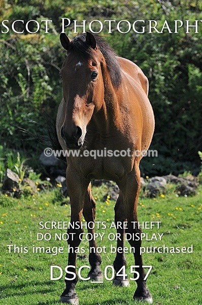 DSC_0457 - ARCHIVE REQUEST - Quincy and Guinness
