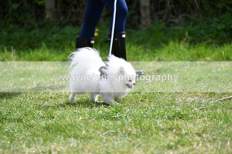 WJ5_9697 - Class 3 Most Handsome Dog