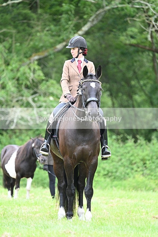 WJ7_4197 - Class 14A Handsome Gelding