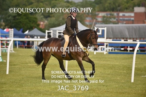 JAC_3769 - 75CM WORKING HUNTER