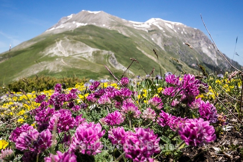  - Plants: wide-angle