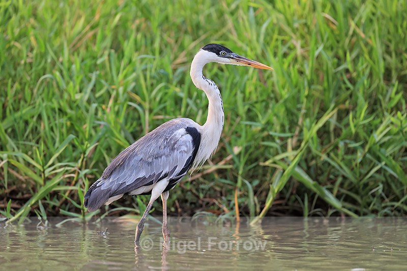 Cocoi Heron, Porto Jofre, Brazil - Cocoi Heron