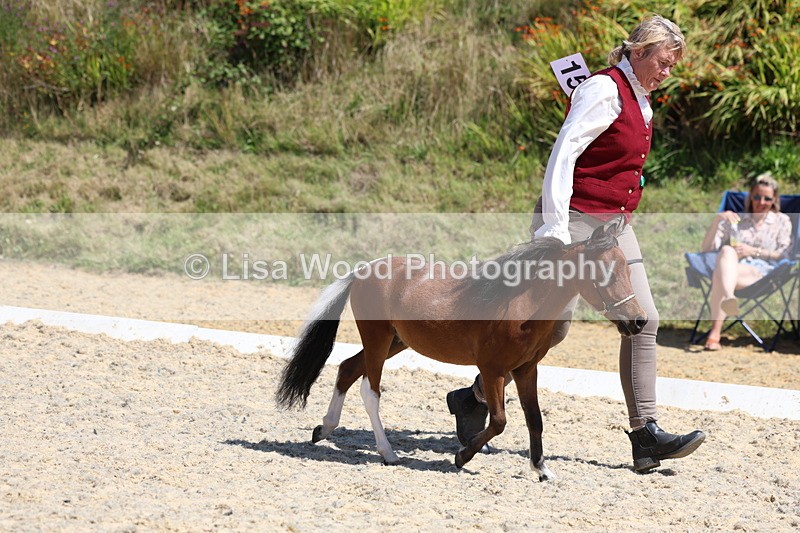 3E7A9471 - Class 30: Mnititature Horse