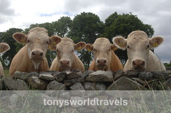 Over the Wall, Ireland - IRISH FARM ANIMALS