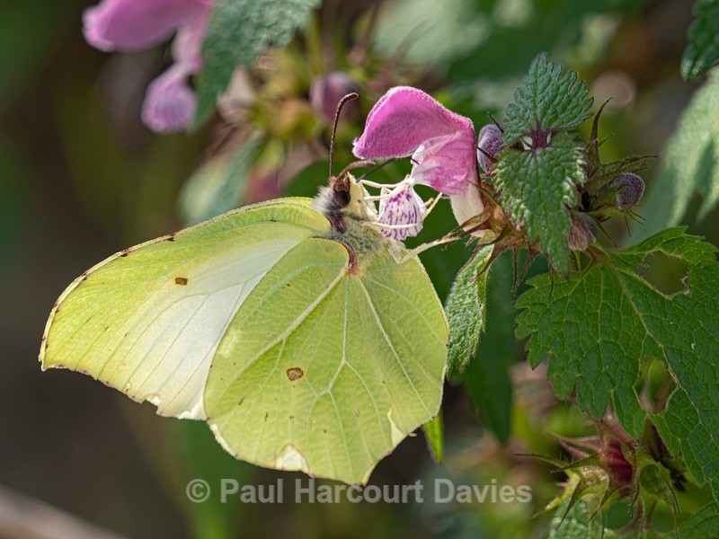 Brimstone butterfly (Gonepteryx rhamni)♀︎ - Ten Metres from Home 2021