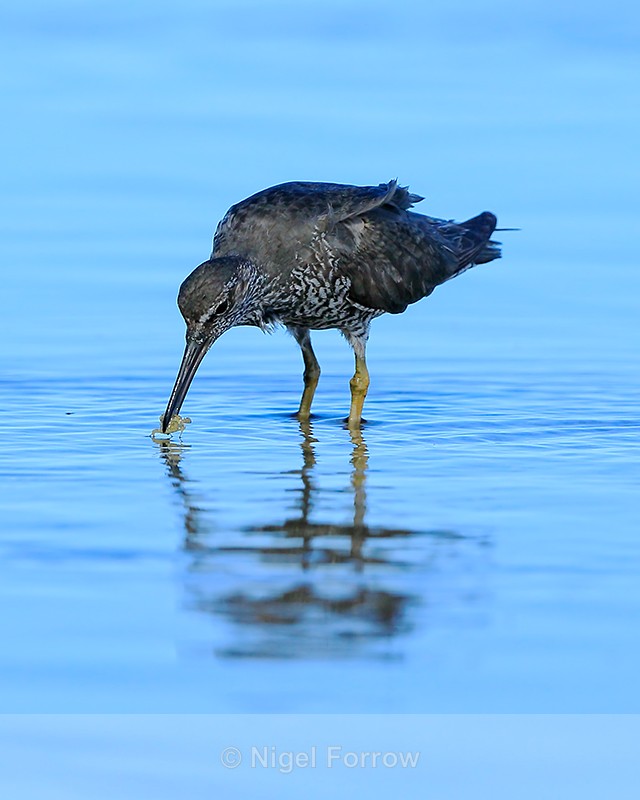 Wandering Tattler feeding, Ke'e Beach, Kauai - Wandering Tattler