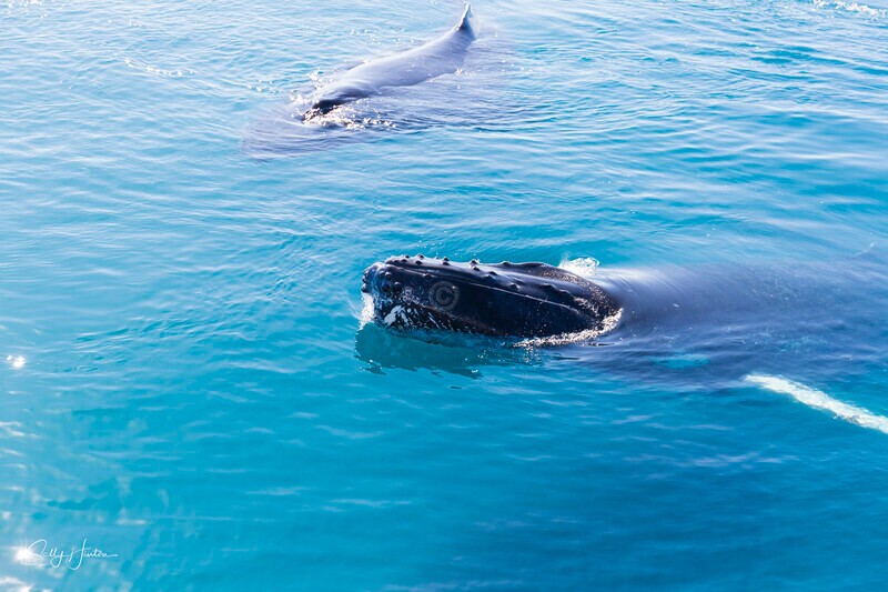 _16A1106 - 2024 Hervey Bay Whales