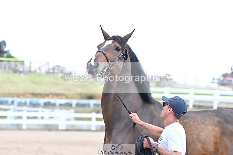 240717A-142209-02057 - Trot Up 2pm to 3pm - This folder is not in time order