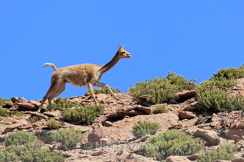 Vicuna runs along ridge, Chile - Vicuna