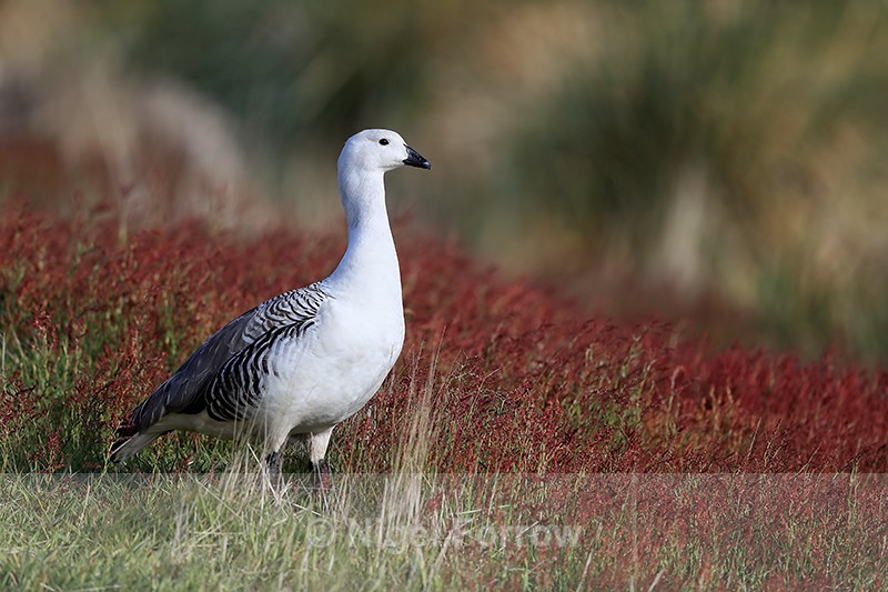 Upland Goose (male), Carcass Island, Falklands - Upland Goose