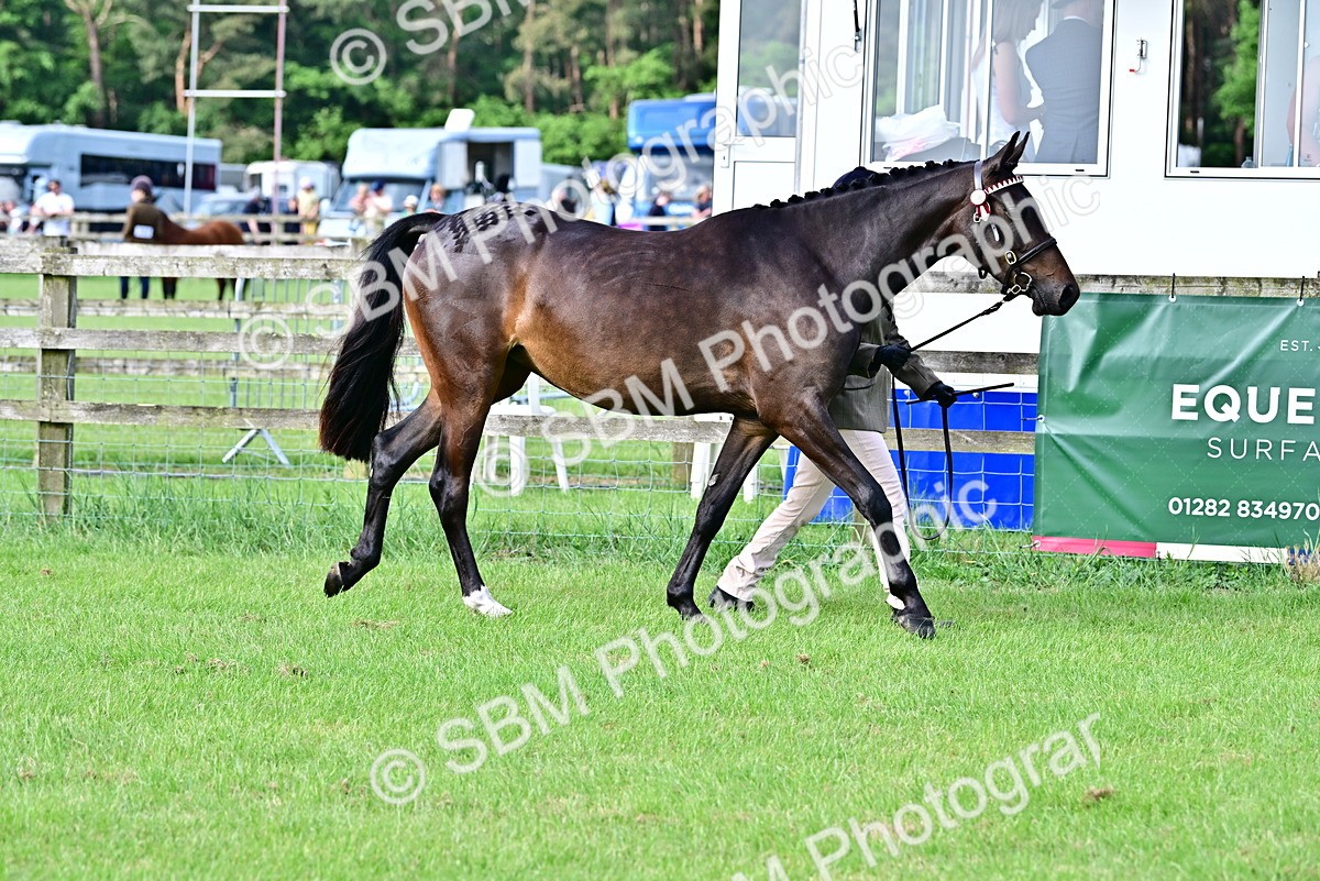 SBM_00058 - Class 46-49 - Arab and Part Bed-Anglo Arab In Hand