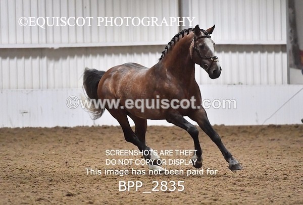 BPP_2835 - LOOSE JUMPING / SPSS