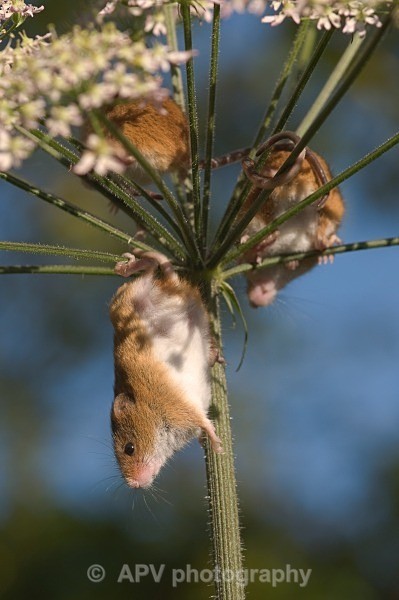 _DSC8287 - Bob's Harvest Mice.