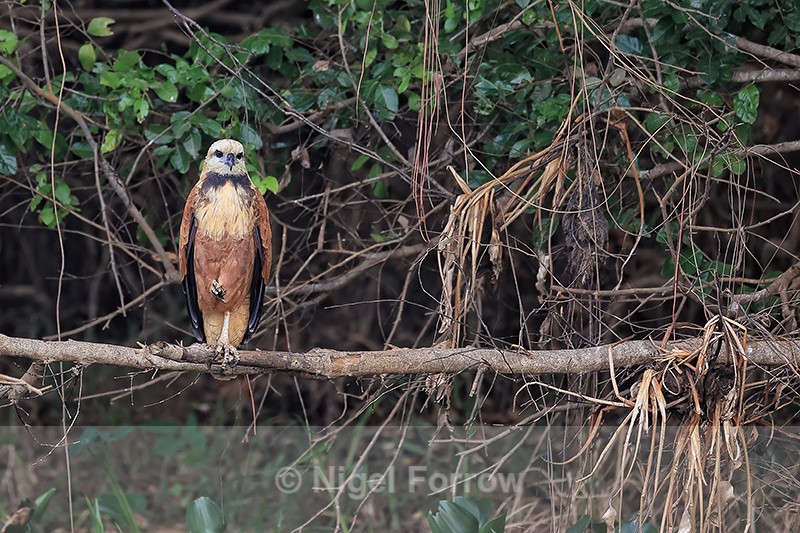 Black-collared Hawk, Pantanal, Brazil - Black-collared Hawk