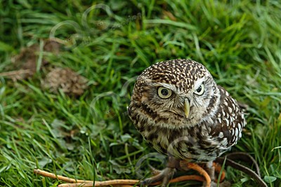 little owl  athena noctua-7262 - Our Birds