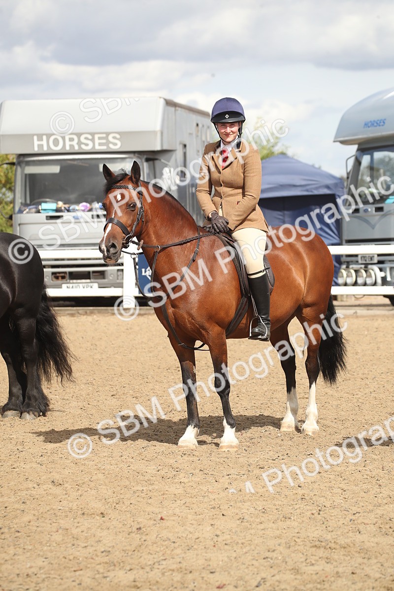 SBM_14578 - Class 505a - M&M Working Veteran - 50cm (15-19)