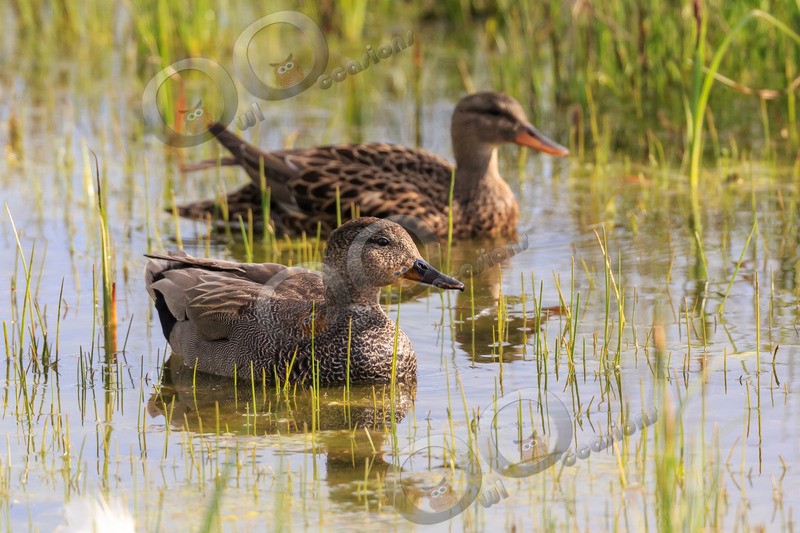 gadwall Anas strepera-5472 - UK birds