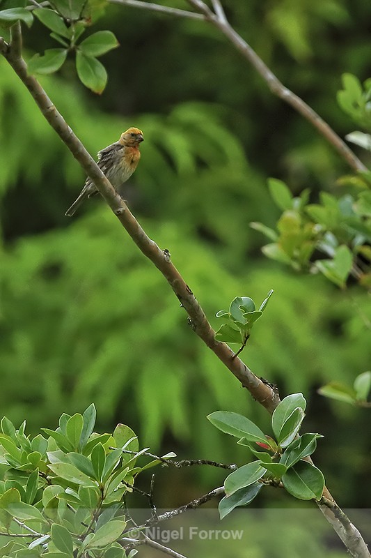 Distant view of House Finch (male), Hawaii - House Finch
