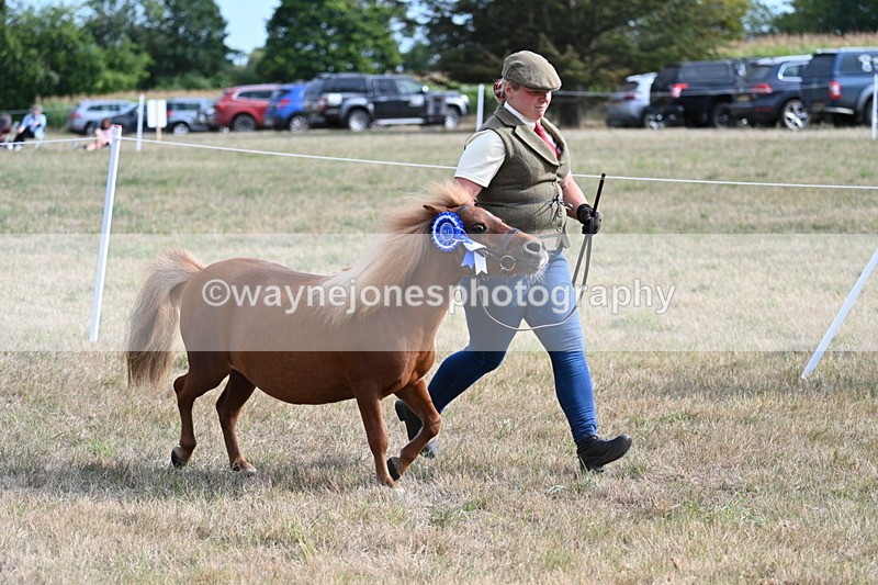 WJ7_8132 - In-hand Championship