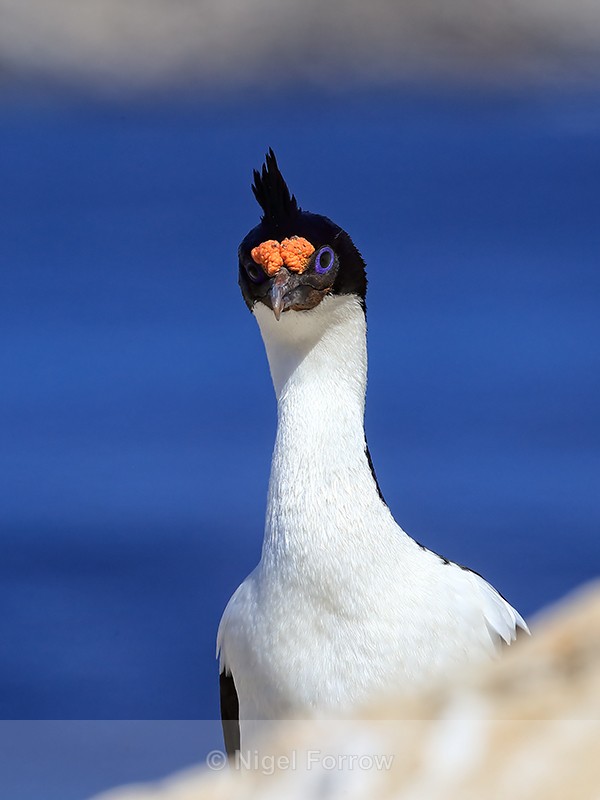 Imperial Shag head above slope, Carcass Island, Falklands - Imperial Shag