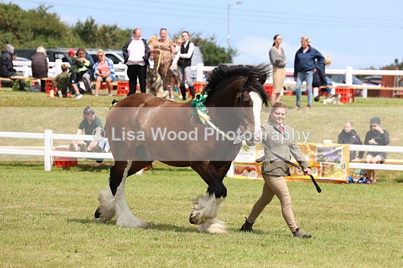 3E7A0717 - Class 7: Heavy Horse In Hand