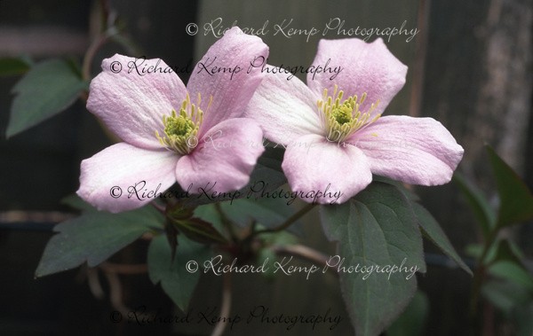 Clematis Montana 'Elizabeth' - Plants