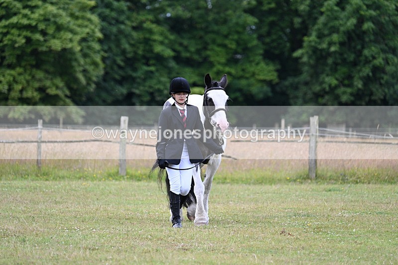 WJ7_6990 - Class 5a Most Handsome Gelding in Hand