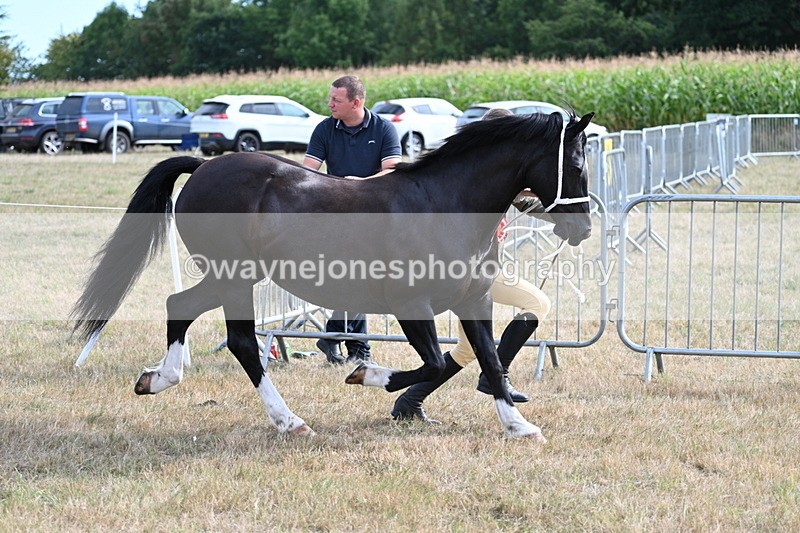 WJ7_8225 - In-hand Championship