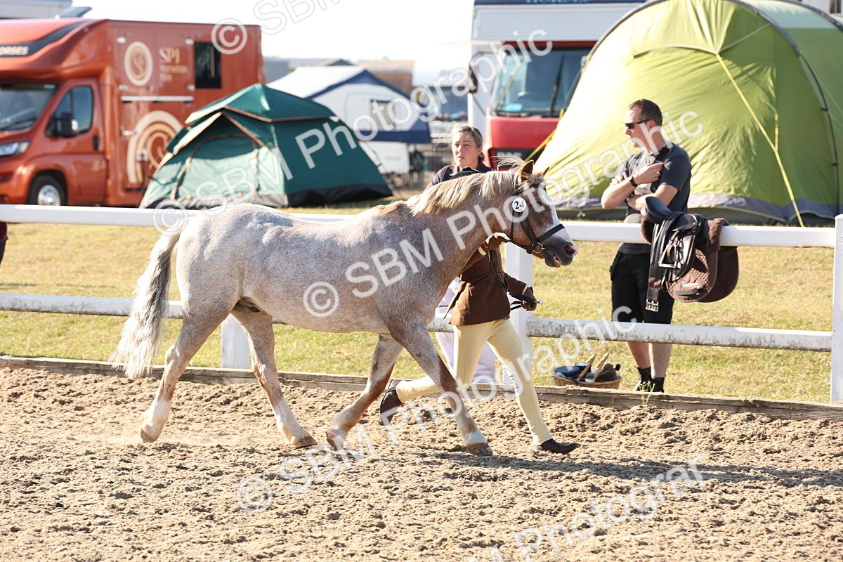 SBM_11657 - Class 203 - Young Handler 11 to 16 years