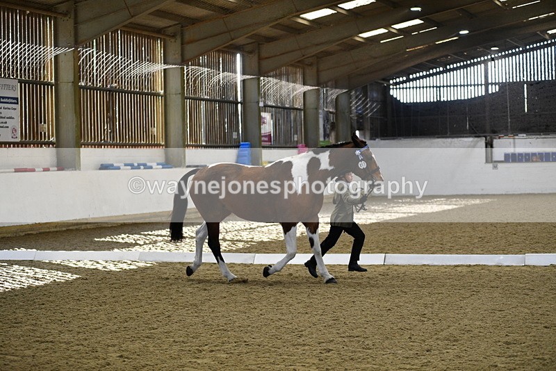 WJ5_3842 - Class 5 In Hand Veterans