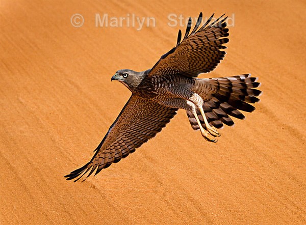 Juvenile dark chanting goshawk - Exhibition acceptances