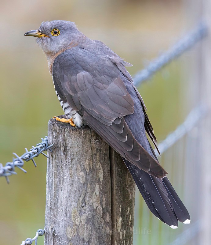 CUCKOO MEGA 10 - CUCKOOS 2025, North Wales