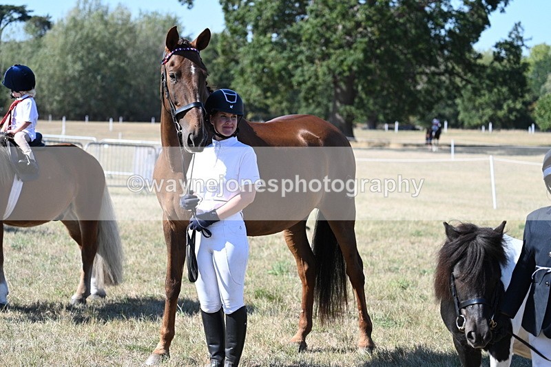 WJ7_1617 - Class 42 Most Handsome Gelding