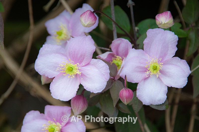 ACP_3419-1 - Plants