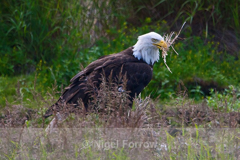Bald Eagle with nest material at Potter's Marsh - Bald Eagle