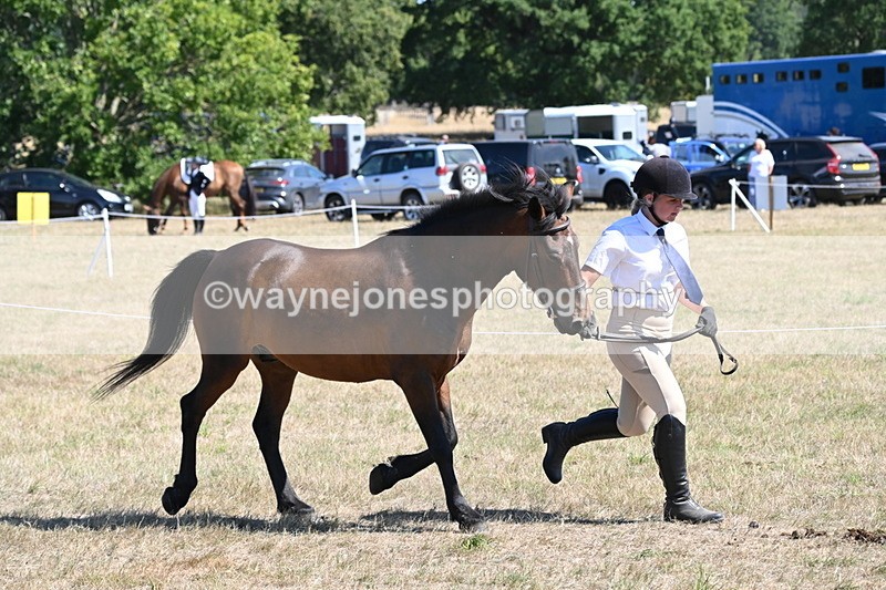 WJ6_8569 - Class 37b Best Loan Pony In-hand