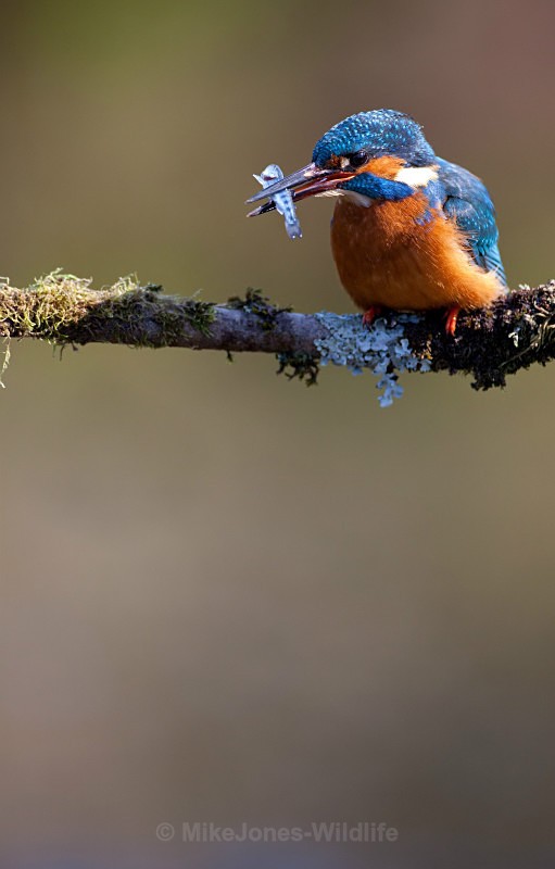 KINGFISHER no 3 - KINGFISHERS