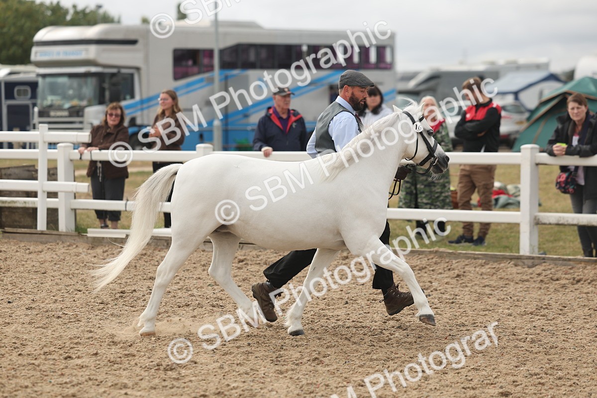 SBM_03192 - Class 16 - IH M&M Wildcard