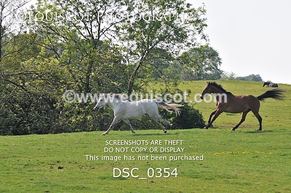 DSC_0354 - ARCHIVE REQUEST - Quincy and Guinness