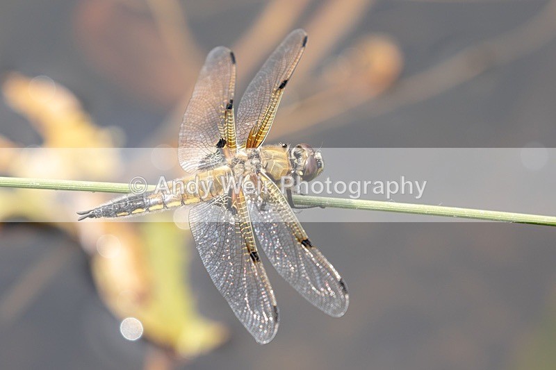 20180524Rixton Moss NR8E0A6303 - Dragonflies & Damselflies