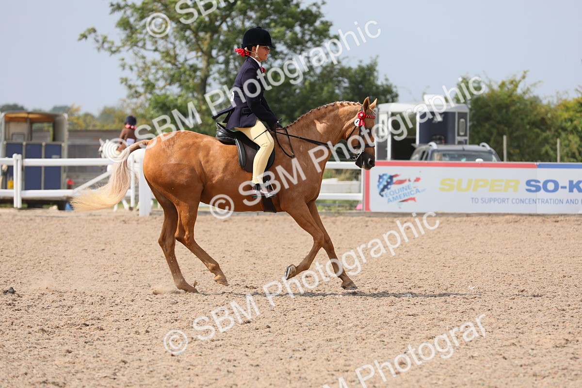 SBM_15586 - Class 311 Ridden Show Pony/ Show Hunter Pony
