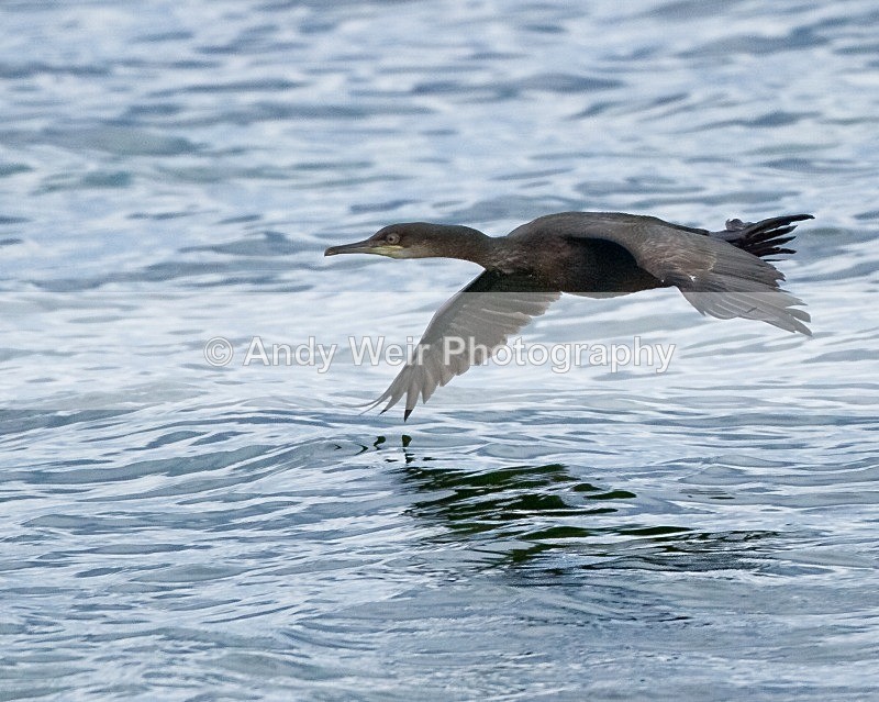20110927-_MG_7062 - Cormorants & Shags
