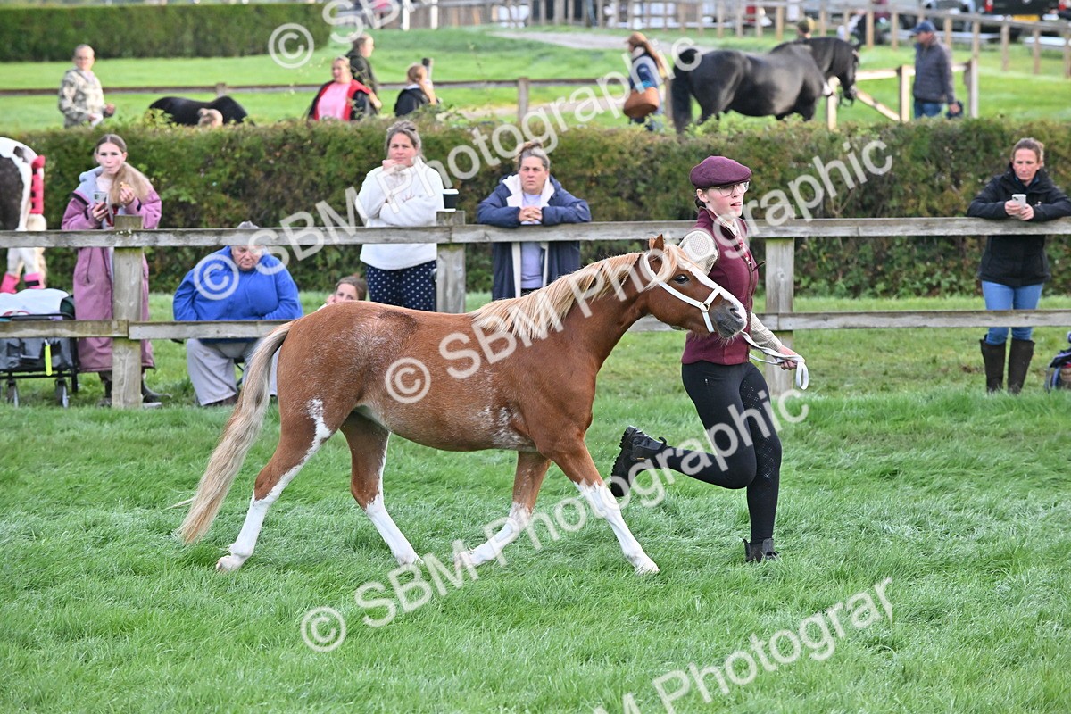 SBM_54588 - S44 - Youngstock In Hand