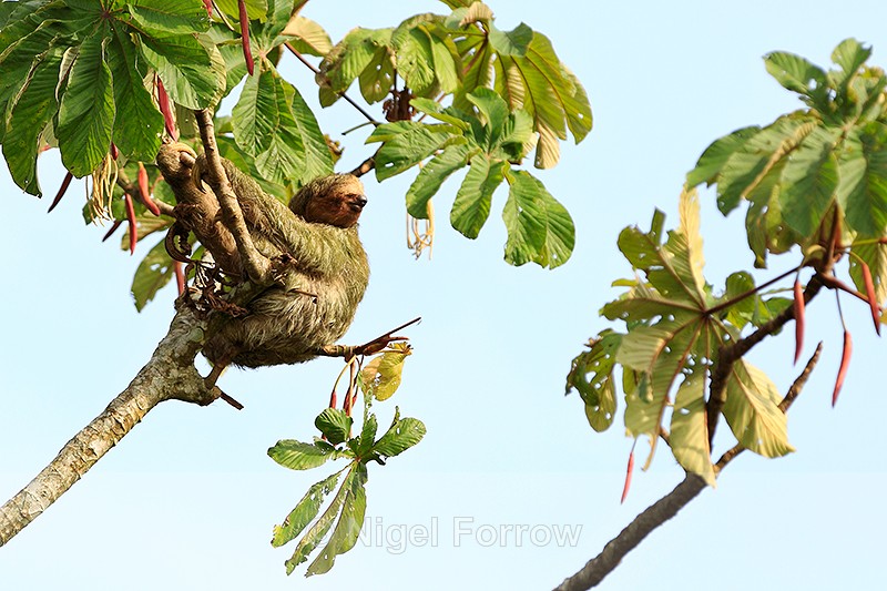 Brown-throated Three-toed Sloth hanging from a tree - Sloth